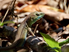 Cnemidophorus espeuti