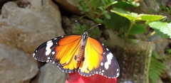 Danaus chrysippus