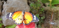 Danaus chrysippus