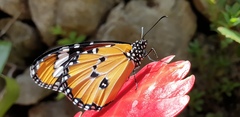 Danaus chrysippus
