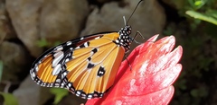 Danaus chrysippus