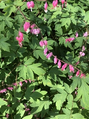 Lamprocapnos spectabilis