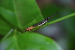 Mitricephala milleri