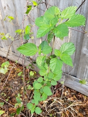 Lantana camara image