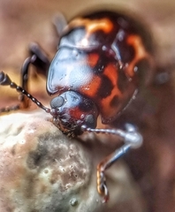 Micrencaustes lunulata