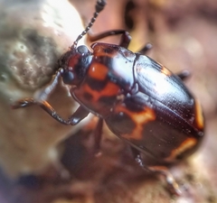 Micrencaustes lunulata