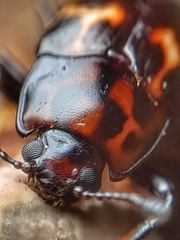 Micrencaustes lunulata