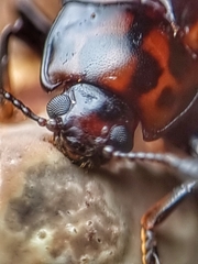 Micrencaustes lunulata