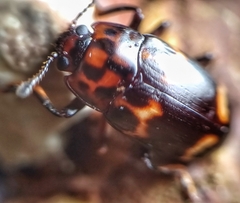 Micrencaustes lunulata