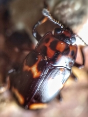 Micrencaustes lunulata