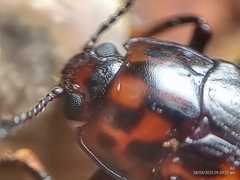 Micrencaustes lunulata
