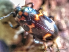 Micrencaustes lunulata