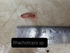 Rhachotropis aculeata