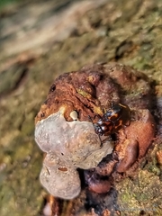 Micrencaustes lunulata