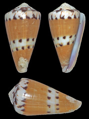 Conus mustelinus