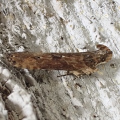 Prostomeus brunneus