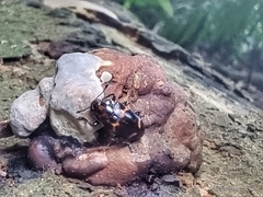 Micrencaustes lunulata