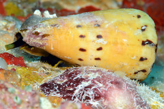 Conus mustelinus