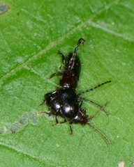 Aulacothorax copalina