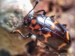 Micrencaustes lunulata