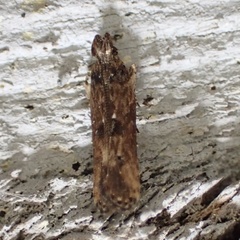 Prostomeus brunneus
