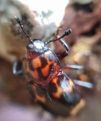 Micrencaustes lunulata