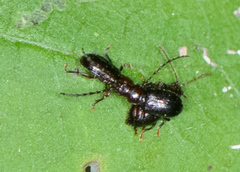Aulacothorax copalina