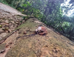 Micrencaustes lunulata