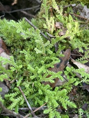 Selaginella ludoviciana
