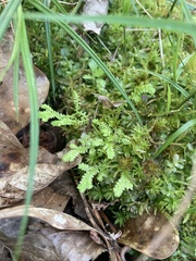 Selaginella ludoviciana