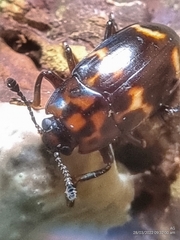 Micrencaustes lunulata