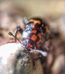 Micrencaustes lunulata