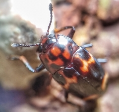 Micrencaustes lunulata