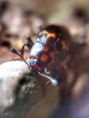 Micrencaustes lunulata