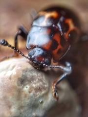 Micrencaustes lunulata