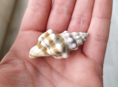 Tarantinaea lignaria