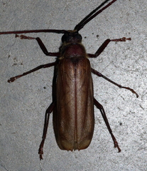 Erioderus