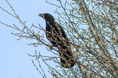 Corvus corone