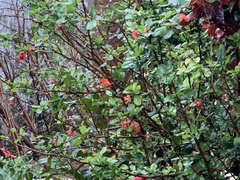 Chaenomeles × superba