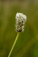 Dalea candida candida