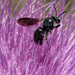 Florida Black Dark Bee - Photo (c) cpgibson, some rights reserved (CC BY-NC), uploaded by cpgibson