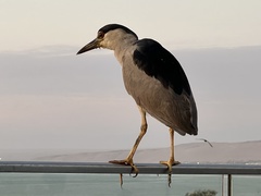 Nycticorax nycticorax