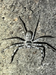 Holconia murrayensis