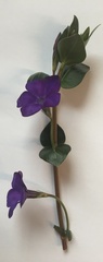 Vinca major