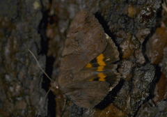 Catocala muliercula