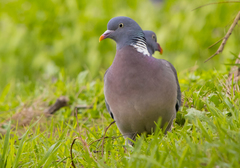 Columba palumbus