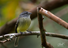 Phyllomyias griseiceps