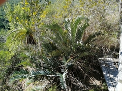 Encephalartos trispinosus