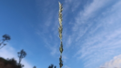 Eragrostis lurida