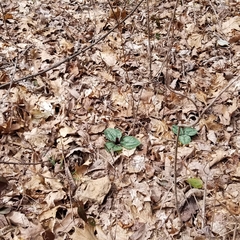 Trillium decumbens